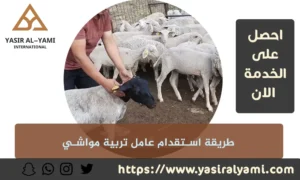 طريقة استقدام عامل تربية مواشي
